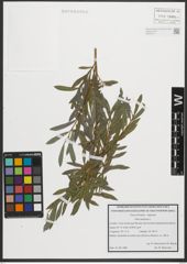 Foto von Salix purpurea L.
